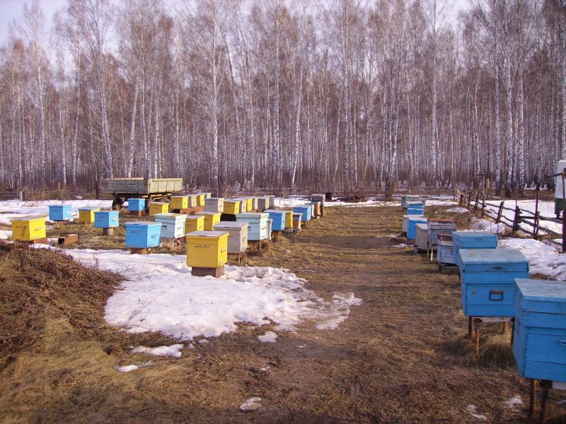 Весна пчелы пасека