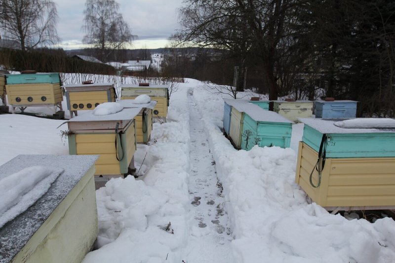 Пасека Псков зимой