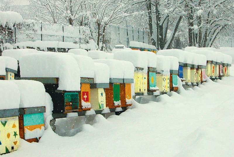 Пасека зимой
