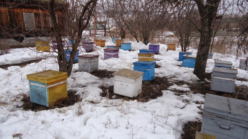 Пасека зимой