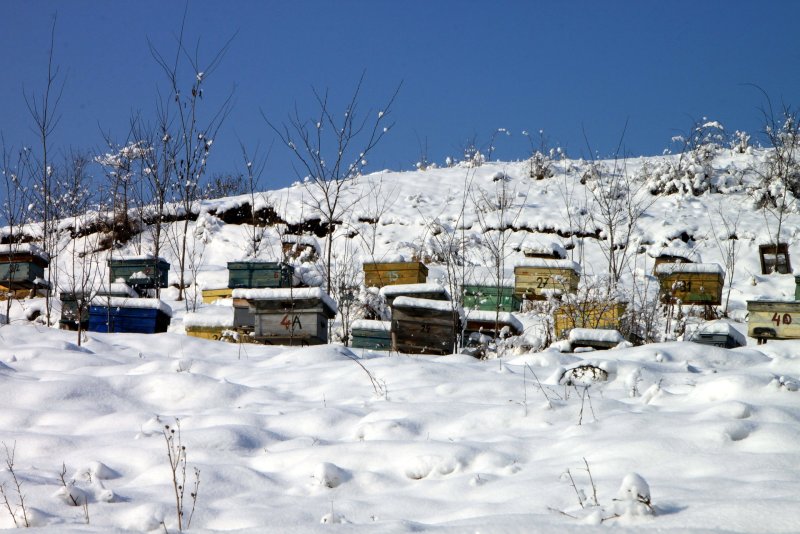 Пчеловодство зимой