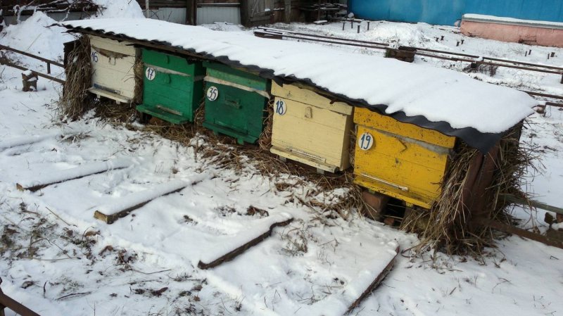 Пасека зимой на улице