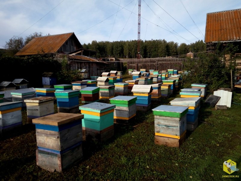 Пасека остров Псковской