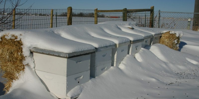 Пасека Саввиновых