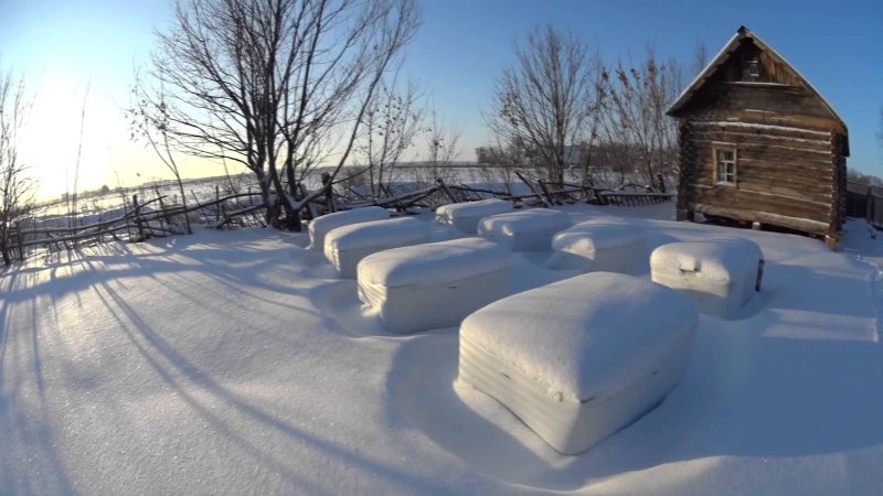 Зимовка пчел