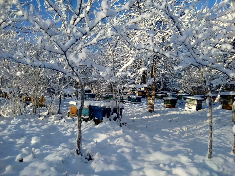 Пасека в зимнем лесу