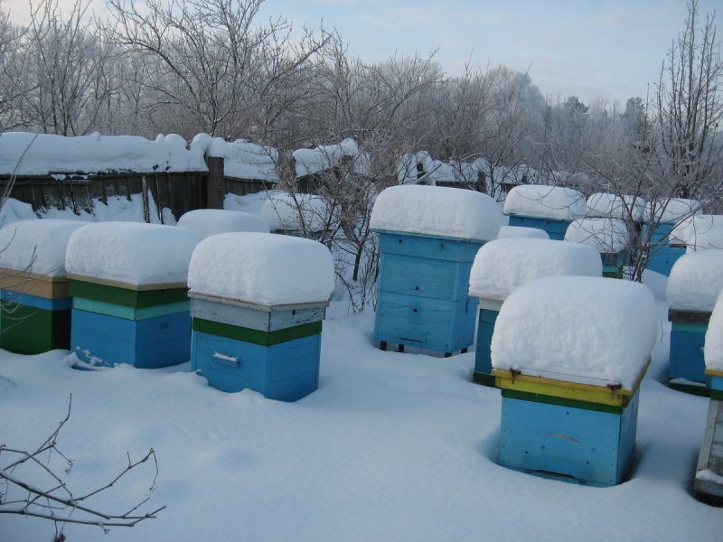 Зимняя пасека