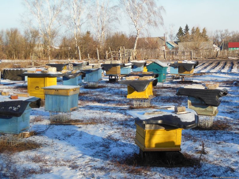 Новый год на пасеке
