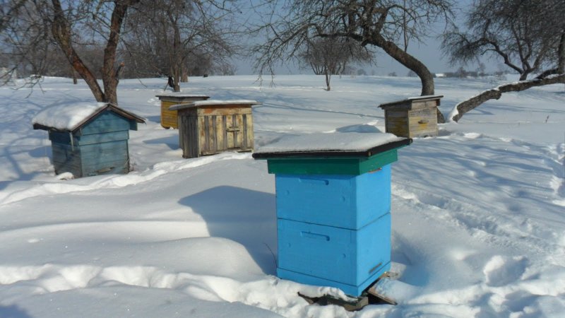 Зимняя пасека