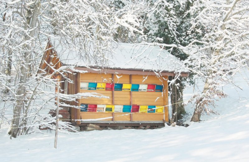 Apiary Snow