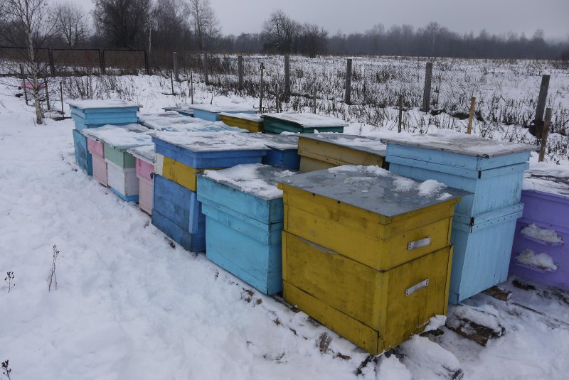 Пчеловодство в Поволжье