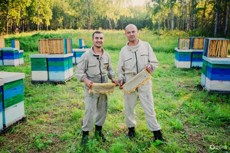 Пчеловодство в Германии