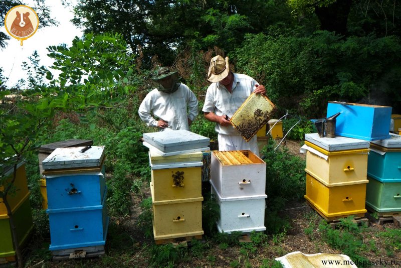 Кочевая пасека Пиховкиных