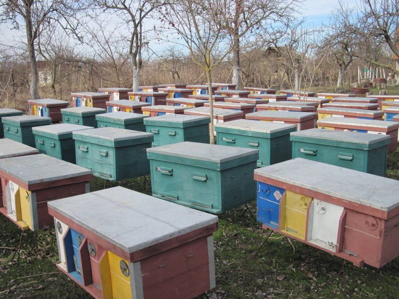 Пасека Нижегородец