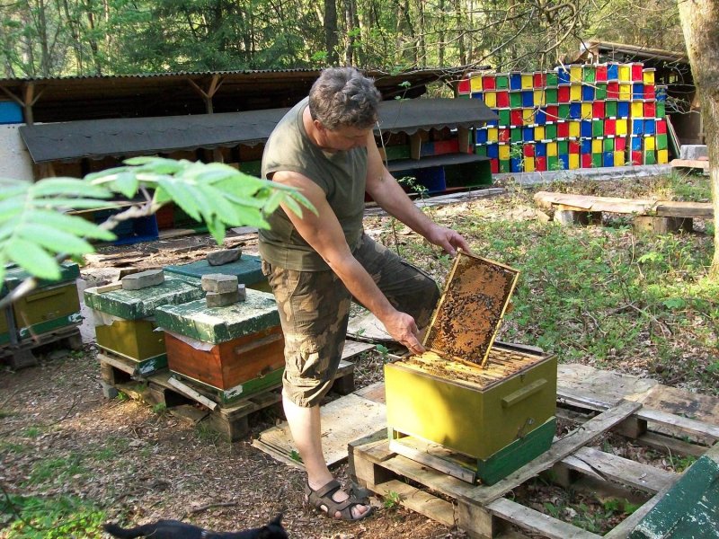 Германские пчеловоды