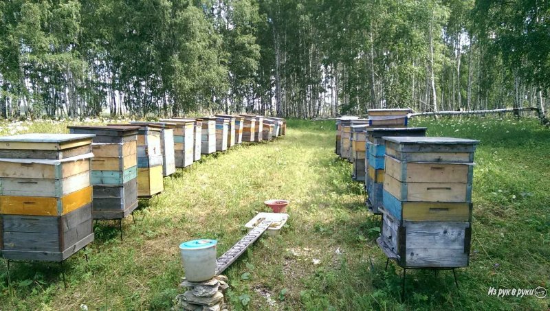 Пасека ведруковых