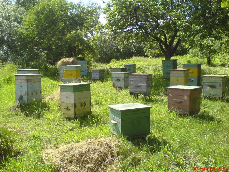 Медовая пасека