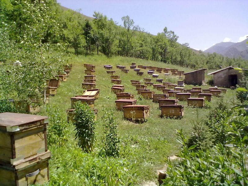 Пасека Горная Шория