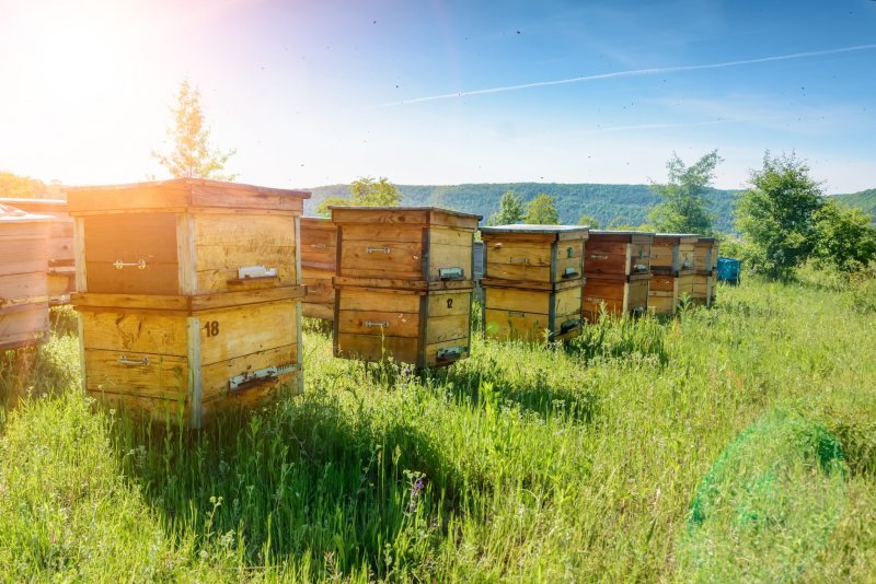 Ульи на пасеке