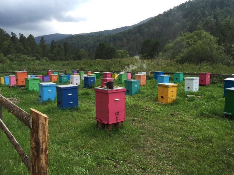 Пасека Ямановых, Казань