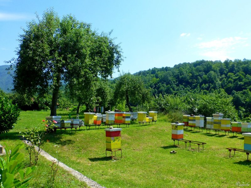Пасеки в Черногории