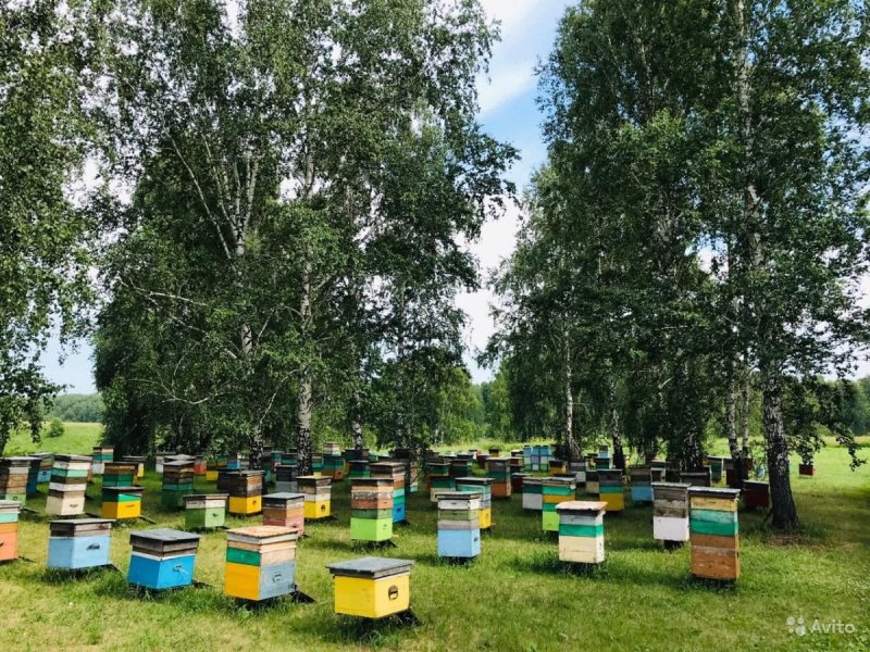 Пасека Шишкина Алтай