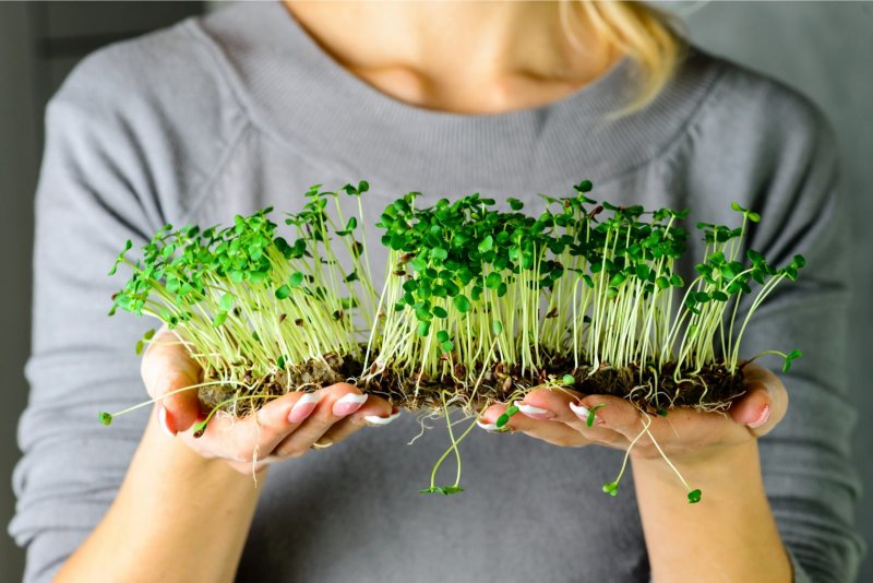 Микрозелень microgreens