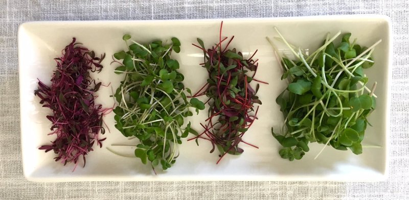Микрозелень microgreens