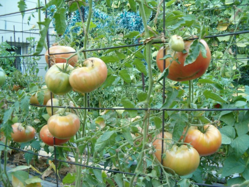 Опоры для помидор