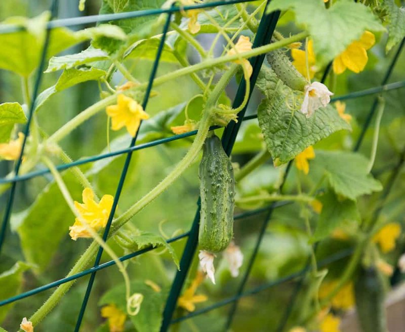 Cucumber Trellis