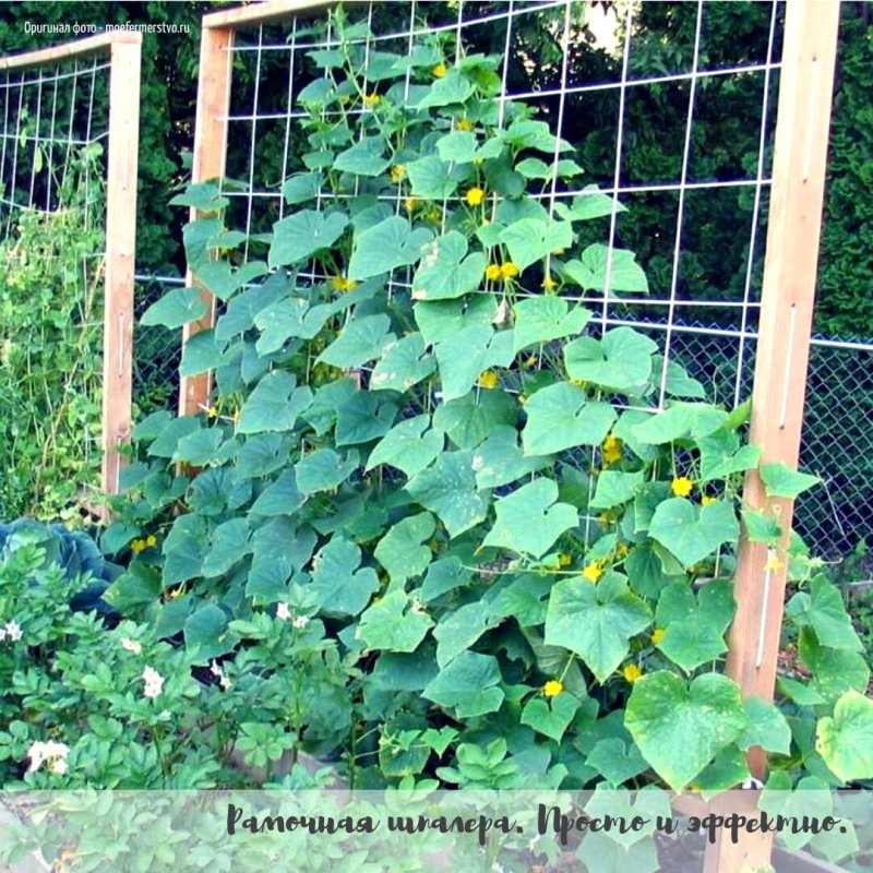 Шпалерная подвязка огурцов