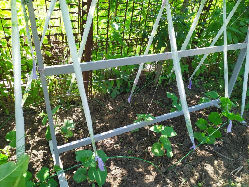 Шпалерная подвязка огурцов