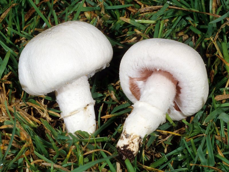 Шампиньон (Agaricus)
