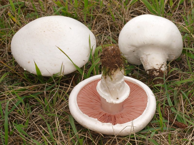Agaricus bitorquis