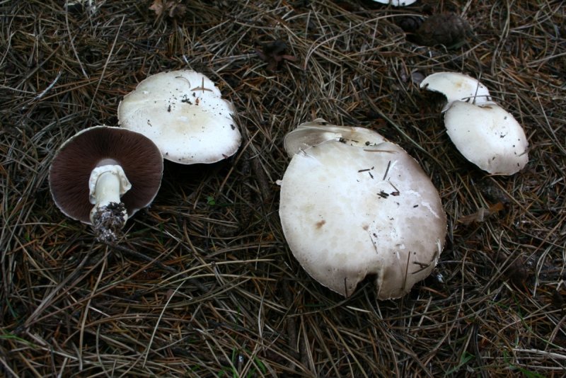 Шампиньон полевой Agaricus arvensis