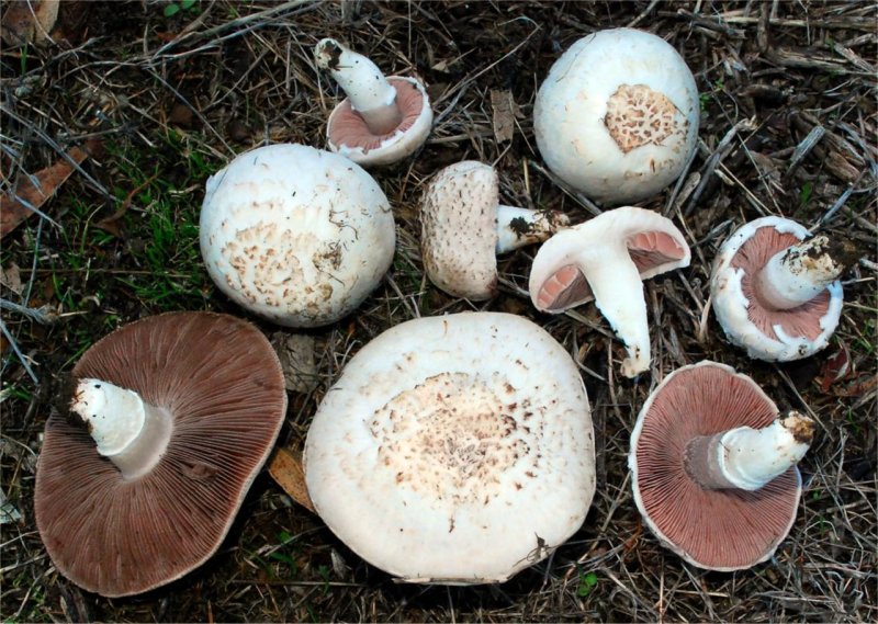 Печерица, Луговой шампиньон ложные