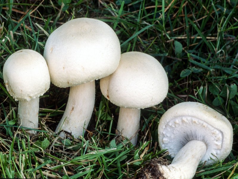 Шампиньон полевой Agaricus arvensis