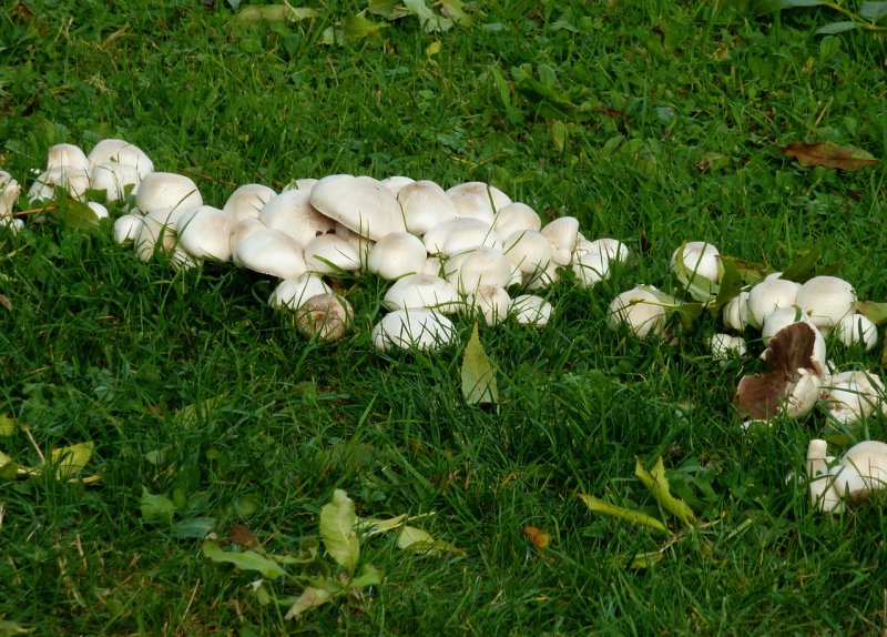 Шампиньон обыкновенный (Agaricus Campestris)