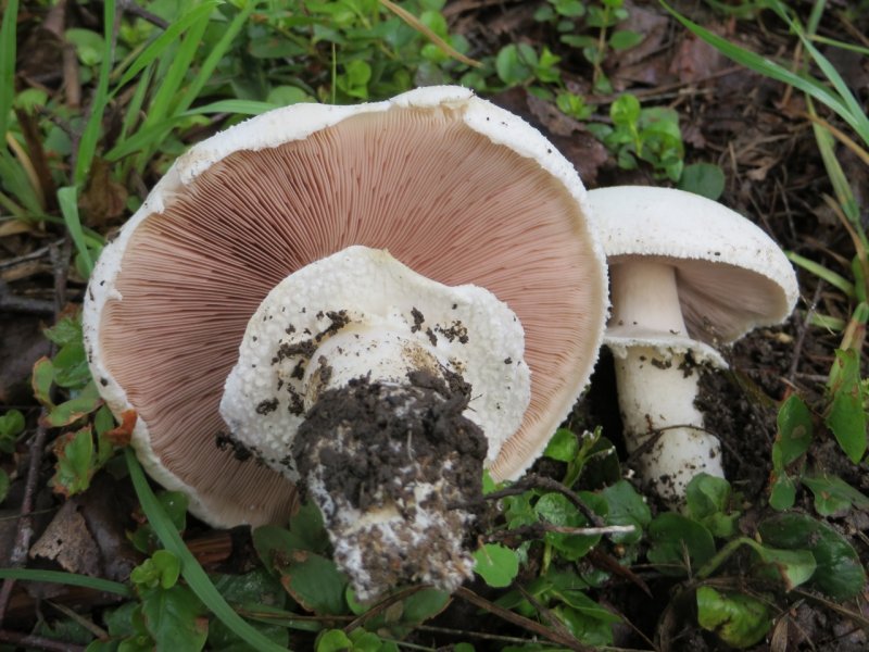 Шампиньон полевой Agaricus arvensis