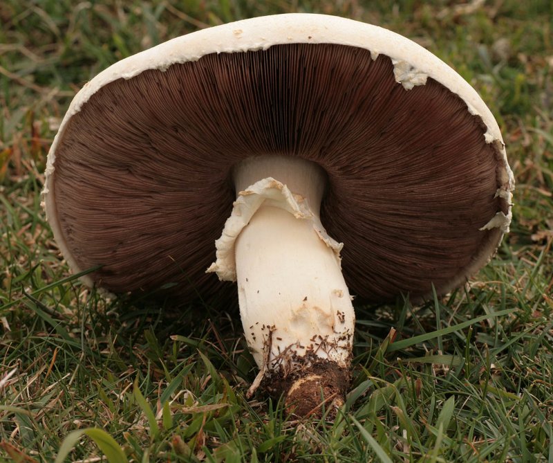 Шампиньон обыкновенный (Agaricus Campestris)