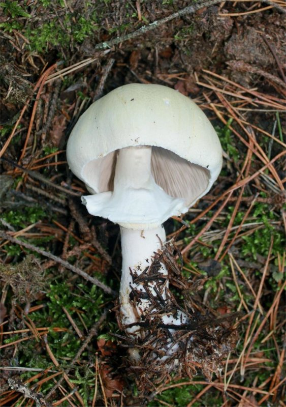 Шампиньон полевой Agaricus arvensis