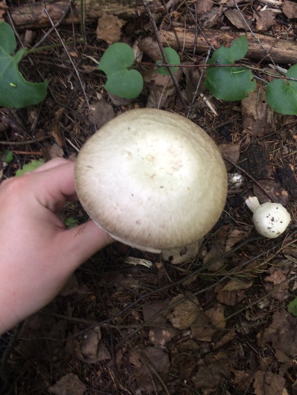 Шампиньон обыкновенный (Agaricus Campestris)