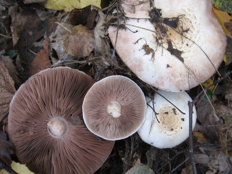 Шампиньон Луговой Agaricus Campestris