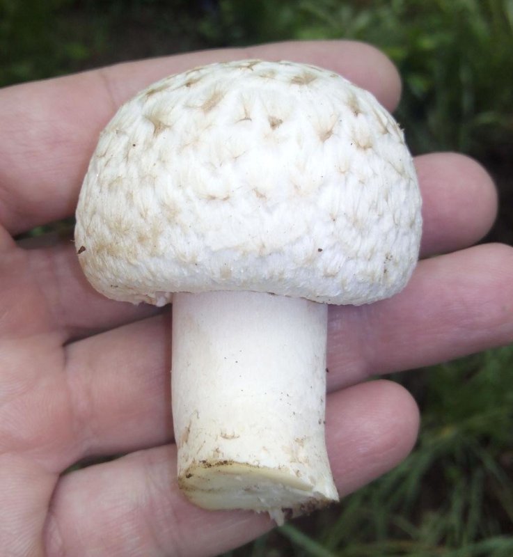 Шампиньон Луговой Agaricus Campestris