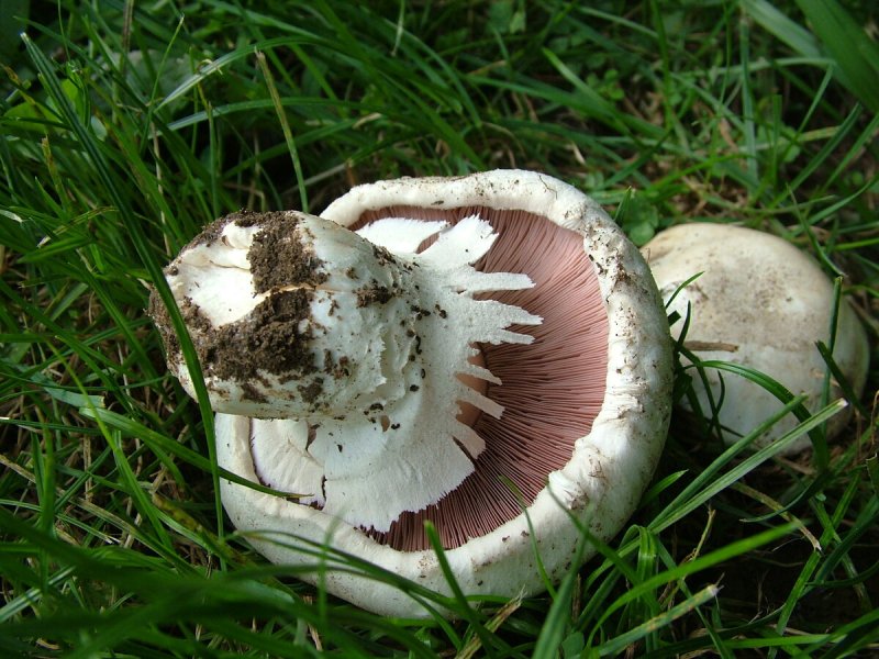 Agaricus arvensis Schaeff. — Шампиньон полевой