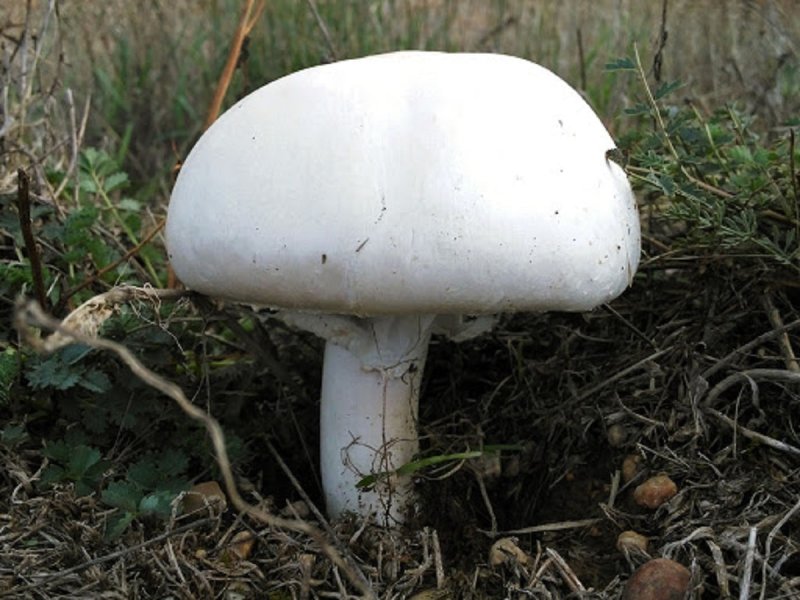 Гриба Agaricus bisporus