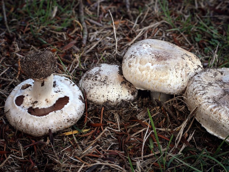 Шампиньон Лесной Agaricus silvaticus