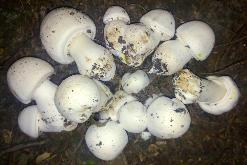 Шампиньон Эссета (Agaricus essettei)