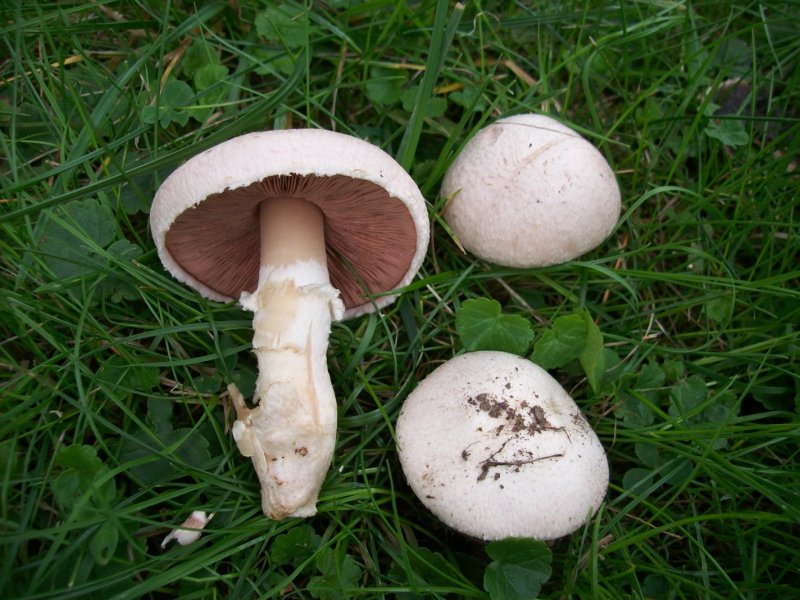Гриба Agaricus bisporus