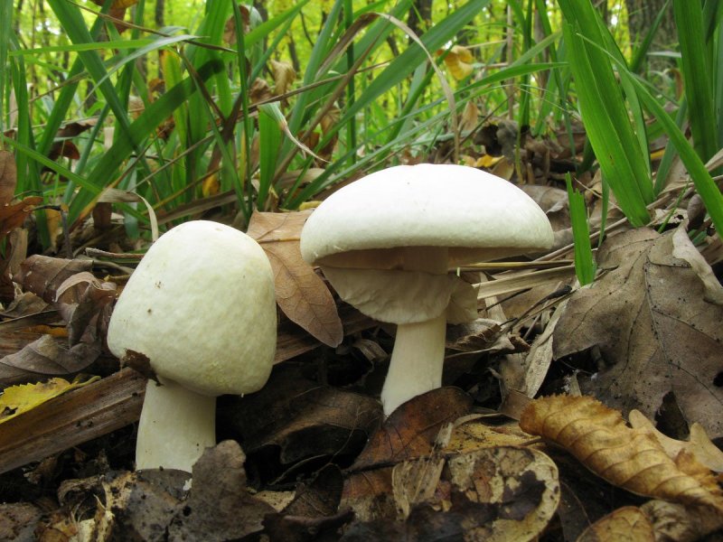 Шампиньон полевой Agaricus arvensis